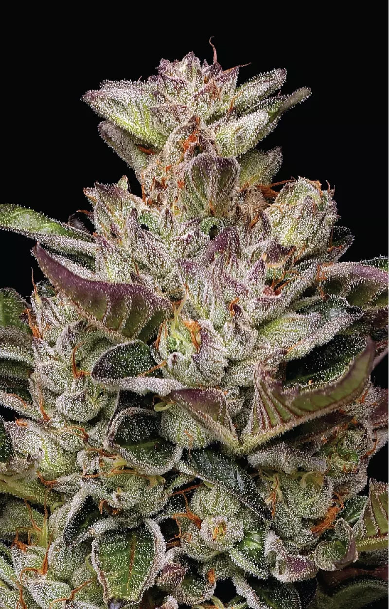 Donutz, Фасовка: 3